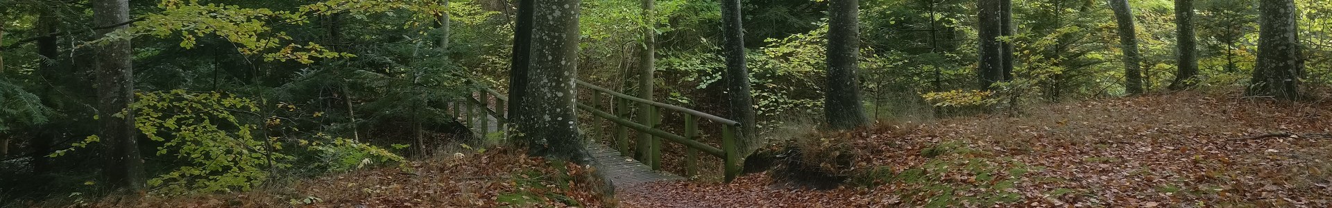 Skov-1920x300_1920x300
